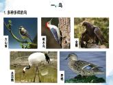 2.2.2脊椎动物——（三）鸟和哺乳动物课件--2024-2025学年人教版（2024）生物七年级上册