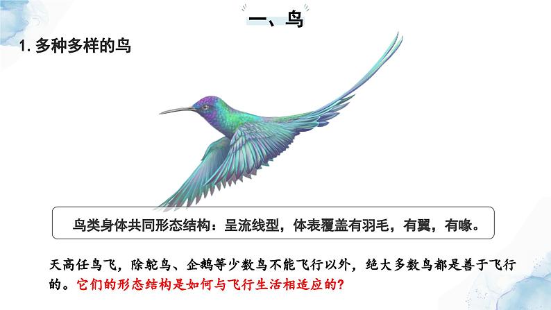 2.2.2脊椎动物——（三）鸟和哺乳动物课件--2024-2025学年人教版（2024）生物七年级上册05