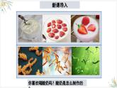 2.3.2细菌课件--2024-2025学年人教版（2024）生物七年级上册