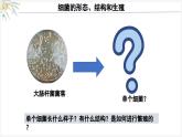 2.3.2细菌课件--2024-2025学年人教版（2024）生物七年级上册