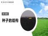 2.1.2.1 种子的结构课件--2024-2025学年人教版（2024）生物七年级上册