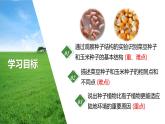 2.1.2.1 种子的结构课件--2024-2025学年人教版（2024）生物七年级上册