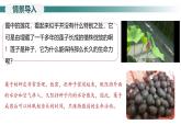 2.1.2.1 种子的结构课件--2024-2025学年人教版（2024）生物七年级上册