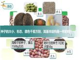 2.1.2.1 种子的结构课件--2024-2025学年人教版（2024）生物七年级上册