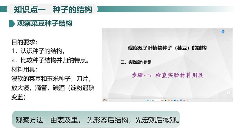 2.1.2.1 种子的结构课件--2024-2025学年人教版（2024）生物七年级上册06