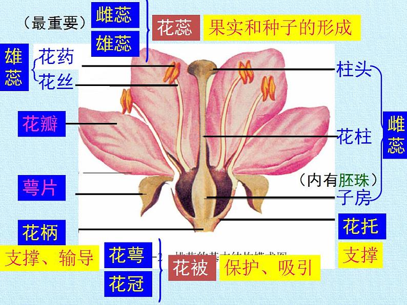 济南版生物八年级上册1绿色开花植物的一生 复习课件第3页