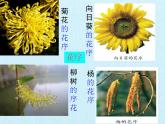 濟南版生物八年級上冊1綠色開花植物的一生 復習課件
