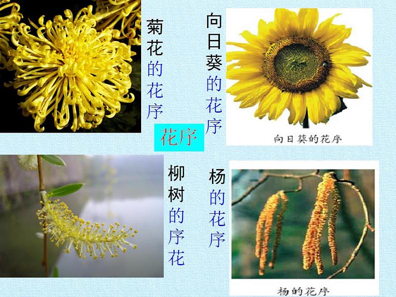 济南版生物八年级上册1绿色开花植物的一生 复习课件第5页