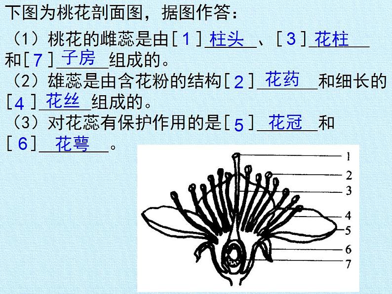 济南版生物八年级上册1绿色开花植物的一生 复习课件第6页