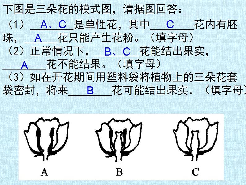 济南版生物八年级上册1绿色开花植物的一生 复习课件第7页