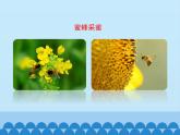 济南版生物八年级上册1.2传粉与受精_课件