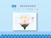 济南版生物八年级上册1.3果实和种子的形成_课件