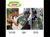 济南版生物八年级上册1.5根的结构与功能课件