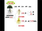 济南版生物八年级上册1.5根的结构与功能课件