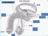 济南版生物八年级上册3人类的生殖和发育 复习课件