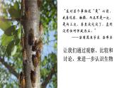 人教版初中生物七上：1.1.1 观察周边环境中的生物（教学设计+课件）