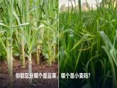 人教版初中生物七上：1.1.1 观察周边环境中的生物（教学设计+课件）