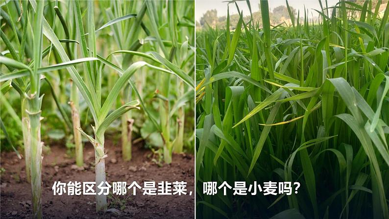 1.1.1观察周边环境中的生物-课件第5页