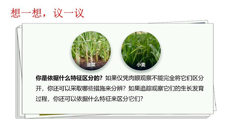 1.1.1观察周边环境中的生物-课件第6页