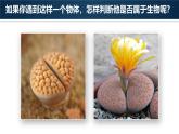 人教版初中生物七上：1.1.2 生物的特征（教学设计+课件）