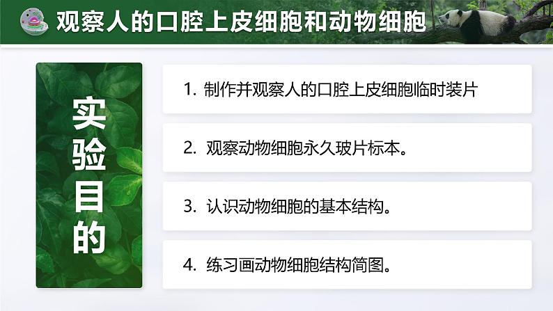 人教版初中生物七上：1.2.3 动物细胞（教学设计+课件）04