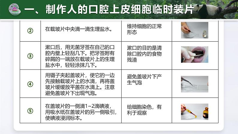 人教版初中生物七上：1.2.3 动物细胞（教学设计+课件）07