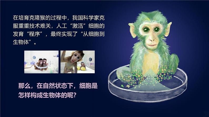 1.3.1 细胞通过分裂产生新细胞 - 课件第3页