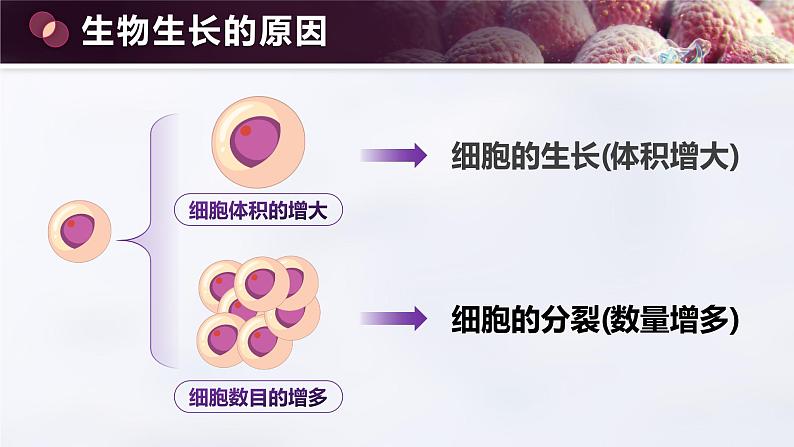 1.3.1 细胞通过分裂产生新细胞 - 课件第8页