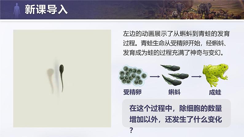 人教版初中生物七上：1.3.2 动物体的结构层次（教学设计+课件）02