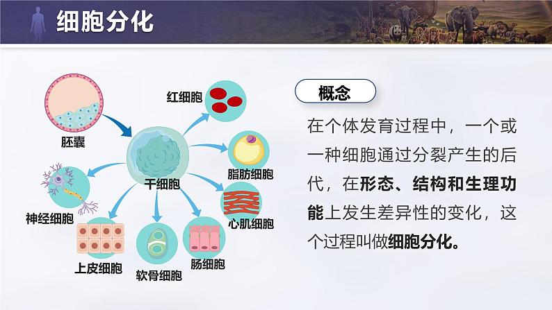 人教版初中生物七上：1.3.2 动物体的结构层次（教学设计+课件）06