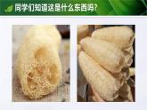 人教版初中生物七上：1.3.3 植物体的结构层次（教学设计+课件）