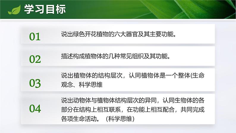 人教版初中生物七上：1.3.3 植物体的结构层次（教学设计+课件）04