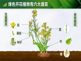 人教版初中生物七上：1.3.3 植物体的结构层次（教学设计+课件）