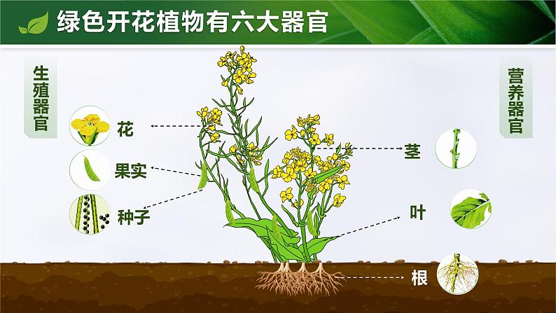 人教版初中生物七上：1.3.3 植物体的结构层次（教学设计+课件）05