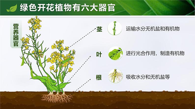 人教版初中生物七上：1.3.3 植物体的结构层次（教学设计+课件）06