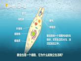人教版初中生物七上：1.3.4 单细胞生物（教学设计+课件）