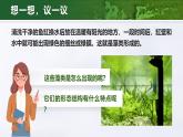 人教版初中生物七上：2.1.1 藻类、苔藓和蕨类（教学设计+课件）