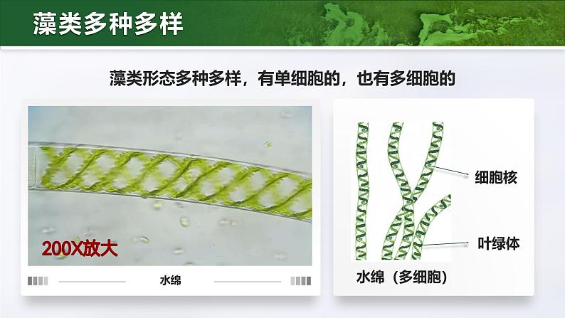 人教版初中生物七上：2.1.1 藻类、苔藓和蕨类（教学设计+课件）07