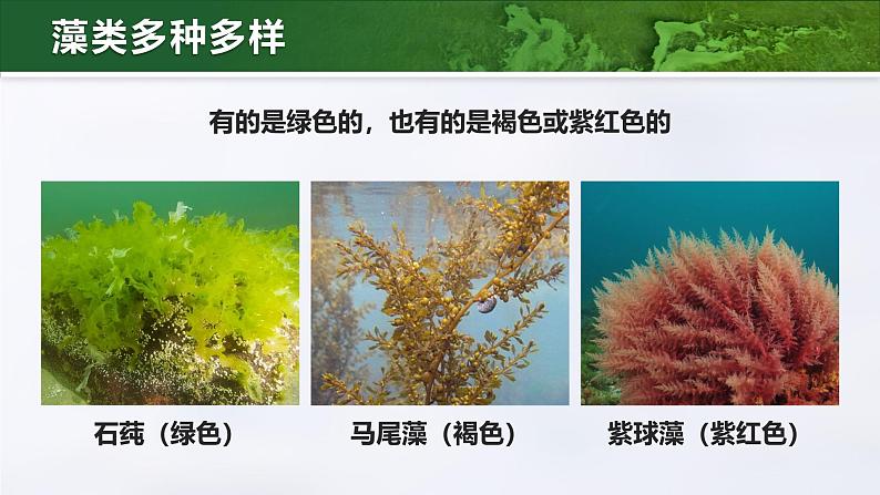 人教版初中生物七上：2.1.1 藻类、苔藓和蕨类（教学设计+课件）08