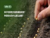 人教版初中生物七上：2.1.2 种子植物（教学设计+课件）