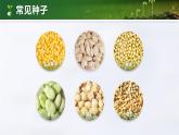 人教版初中生物七上：2.1.2 种子植物（教学设计+课件）