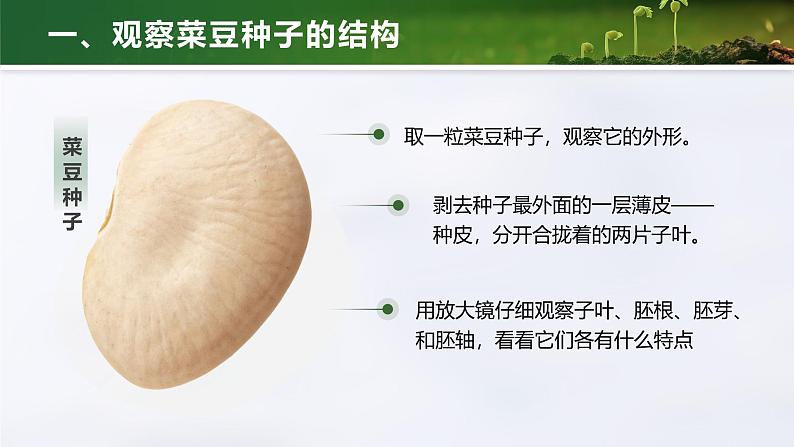 人教版初中生物七上：2.1.2 种子植物（教学设计+课件）06