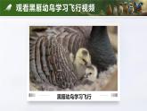 人教版初中生物七上：2.2.2 脊椎动物-鸟和哺乳动物（教学设计+课件）