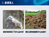 人教版初中生物七上：2.3.1 微生物的分布（教学设计+课件）