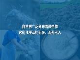 人教版初中生物七上：2.3.1 微生物的分布（教学设计+课件）
