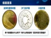 人教版初中生物七上：2.3.2 细菌（教学设计+课件）