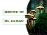 人教版初中生物七上：2.3.3 真菌（教学设计+课件）