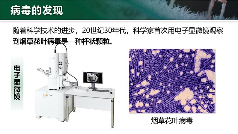 人教版初中生物七上：2.3.4 病毒（教学设计+课件）07