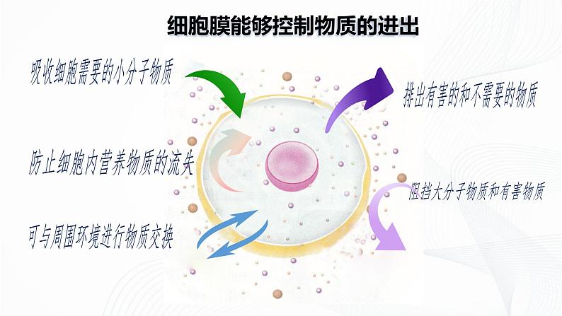 1.2.4 细胞的生活-初中生物七年级上册 同步教学课件+教学设计（人教版2024）07