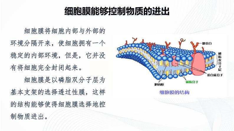 1.2.4 细胞的生活-初中生物七年级上册 同步教学课件+教学设计（人教版2024）08